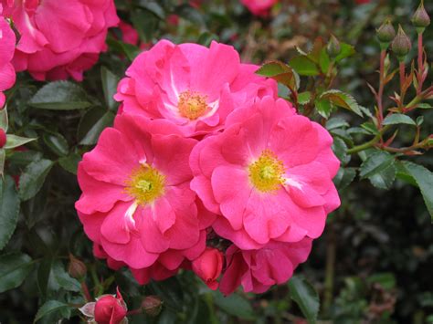 Buy Online Flower Carpet Rose Pink Supreme Ashwood