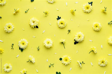 Yellow Flower Background By Stocksy Contributor Ruth Black Stocksy