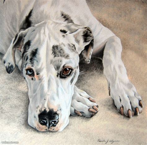 Dog Colored Pencil Drawing By Lightcircleart 23