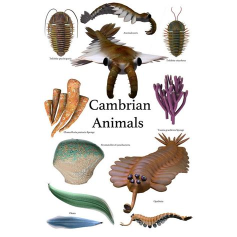 Poster Of Prehistoric Animals During The Cambrian Period Poster Print