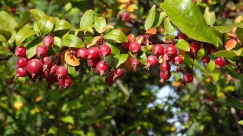 Fruit Tree Identification Guide Wild Town