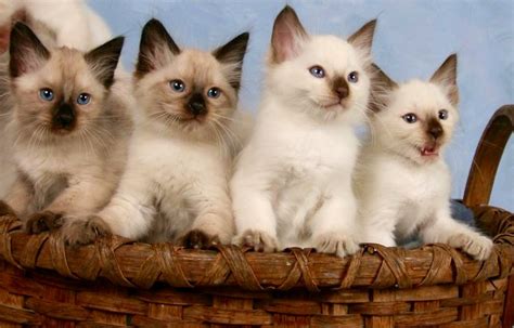 Baby Balinese Kittens 540 560 7972 Home