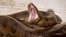 Yawning Monster Snakes GIF Yawning Monster Snakes Big Snake