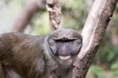 Allen Swamp Monkey | Shutterbug