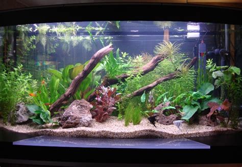 See more of hiasan aquarium on facebook. Mummy Aiden Aaron: Pengenalan Ikan Hiasan