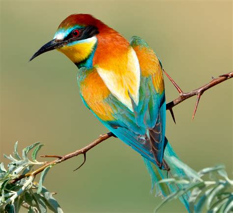 Discover The Worlds Most Beautiful Exotic Birds 🐦 Exotic Birds