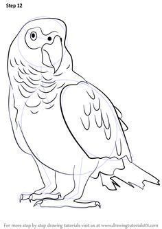#drawsocute learn #howtodraw a parrot easy, step by step drawing tutorial. African Grey Parrot is an old world bird & belongs to ...