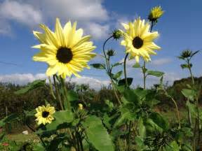 94 best August flowers images on Pinterest | August flowers, Wedding