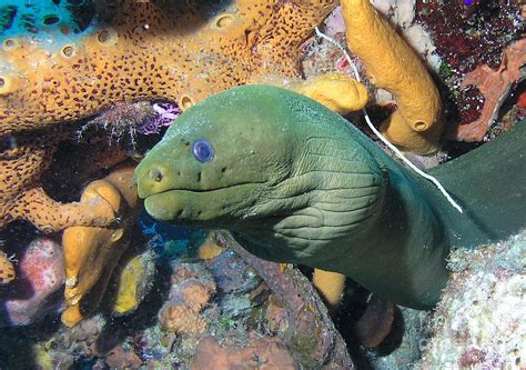 Green Moray Eel On Caribbean Reef Photograph By Karen Doody