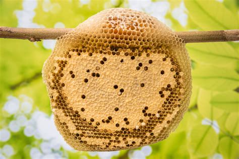What Makes A Beehive Live Bee Removal
