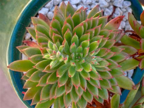 Echeveria Hybrid Spruce Oliver Jardin Du Coin