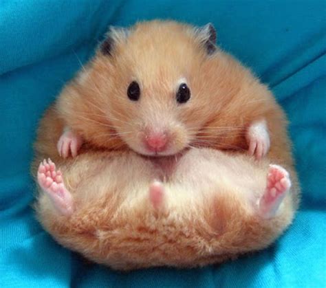 Believe It Or Not A Hamster Having Five Paws Cute Animals Cute