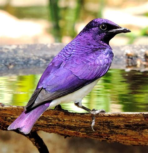 Violet Backed Starling Beautiful Birds Colorful Birds Pretty Birds