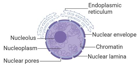 Nucleus Definition Structure Characteristics And Functions Class