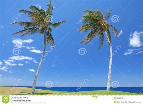 Two Palms Trees At The Beach Stock Image Image Of Scenery View 8400241