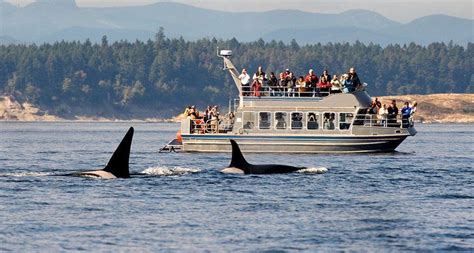 10 Amazing Bucket List Adventures In Canada With Images Whale