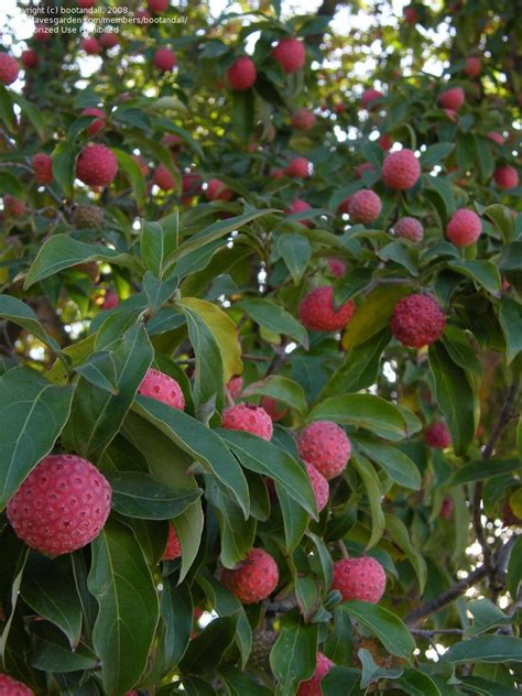 The fruit of the strawberry tree is more popular with birds than people and is a good food source for birds in winter. Evergreen Dogwood, Headed-flowered Dogwood, Bentham's ...