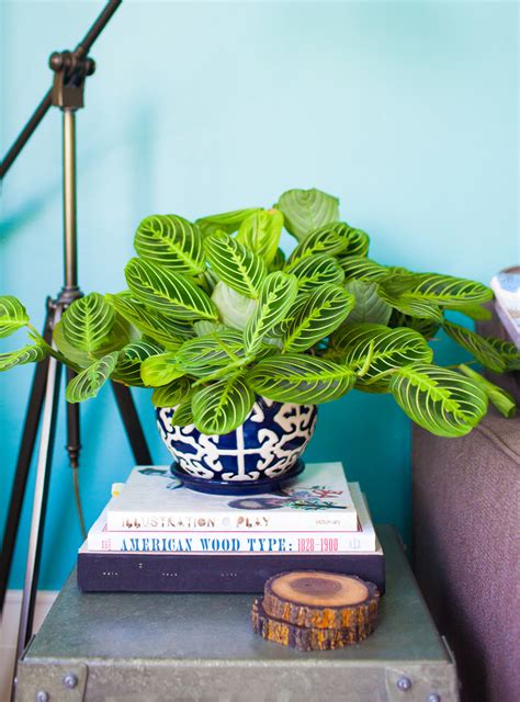 Experts Say These Are The Best Easiest Indoor Houseplants To Own