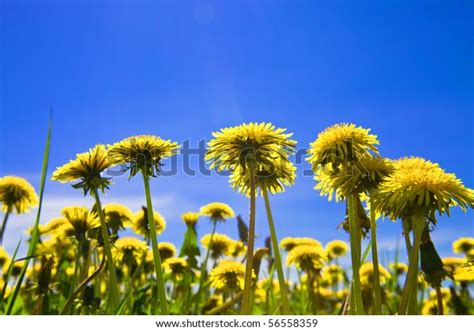 Yellow Dandelions Meadow Clear Solar Summers Stock Photo 56558359