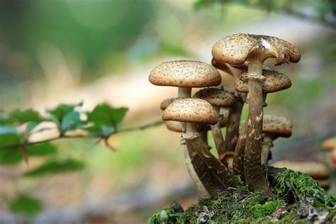 12 Of The Best Edible Mushrooms That You Can Grow At Home Garden And Happy