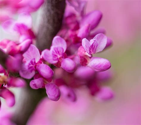 Beautiful Purple Flowers On A Tree In Spring Stock Image Image Of