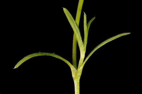 Sagina Procumbens L Plants Of The World Online Kew Science