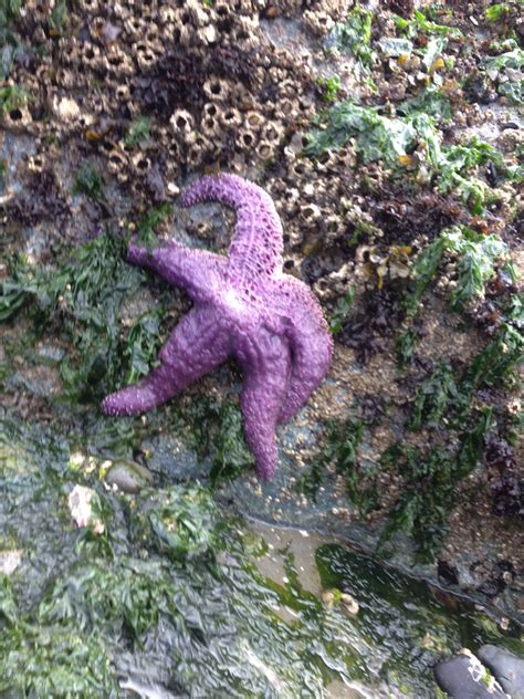 Purple Starfish From Vashon Island Washington Lifes A Beach