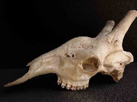Animal Skull Identification Guide Waking Up Wild Waking Up Wild