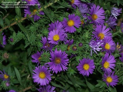 Plantfiles Pictures New England Aster Hardy Aster Michaelmas Daisy