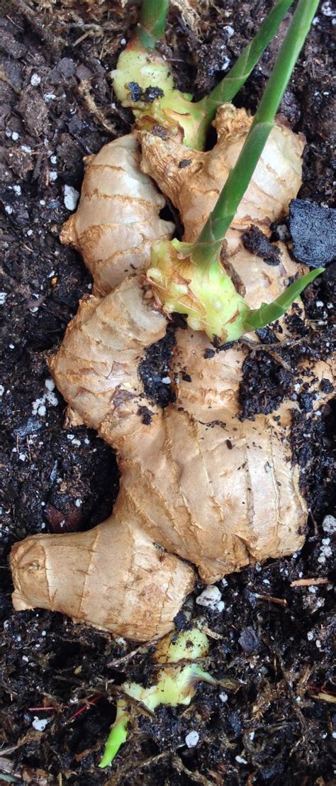 The Rainforest Garden Growing Ginger Roots From The Grocery Store