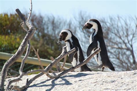 Cape Town Beaches Globetrotter Foodie