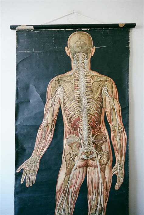 Original Anatomical Vintage German Educational School Old Wall Chart Human Body Musculature
