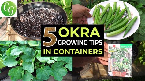 Top 5 Okra Growing Tips How To Grow Okra In Containers And Get Lots