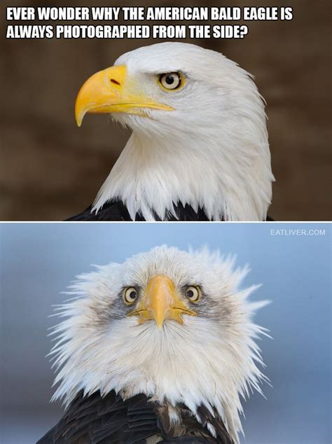 Ever Wonder Why The American Bald Eagle Is Always Photographed From The Side With Images