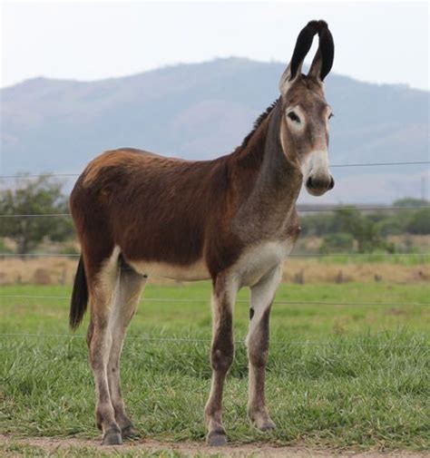 Brazilian Pega Gaited Donkey Donkey Breeds Beautiful Horses Donkey