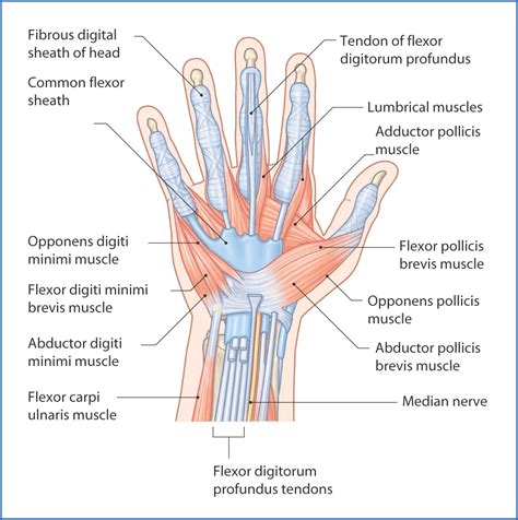 Hand Muscles Basicmedical Key