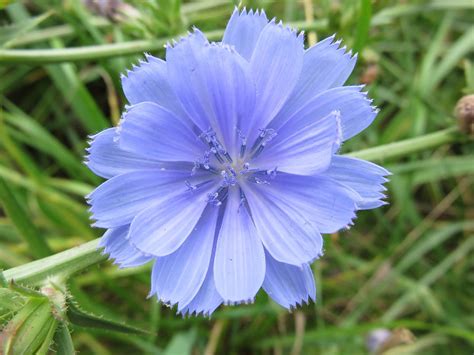 Meadow Blossom Chicory Blue Flower Wildflower 20 Inch By 30 Inch