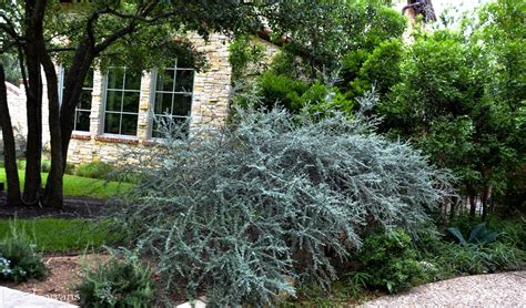 Cotoneaster Glaucophyllus Shrubs Cotoneaster Evergreen Shrubs