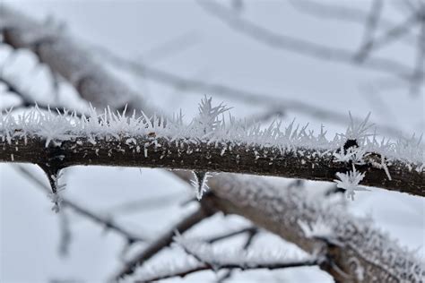 Free Picture Foggy Ice Crystal Snowflakes Snowstorm Twig Frozen