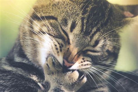 The best gifs of cat biting on the gifer website. Black Tabby Cat · Free Stock Photo