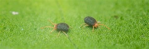 How To Get Rid Of Clover Mites In Easy Steps Diy Clover Mite Control
