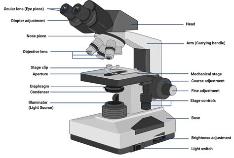 The Compound Light Microscope Diagram