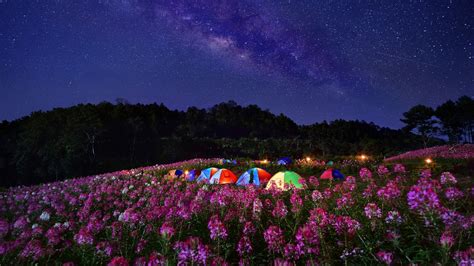 Nature Landscape Night Stars Flowers Field Milky Way Trees