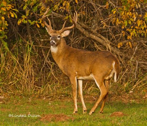 Big 10 Point Buck The Rut Is On And This Big Bodied Buck I Flickr