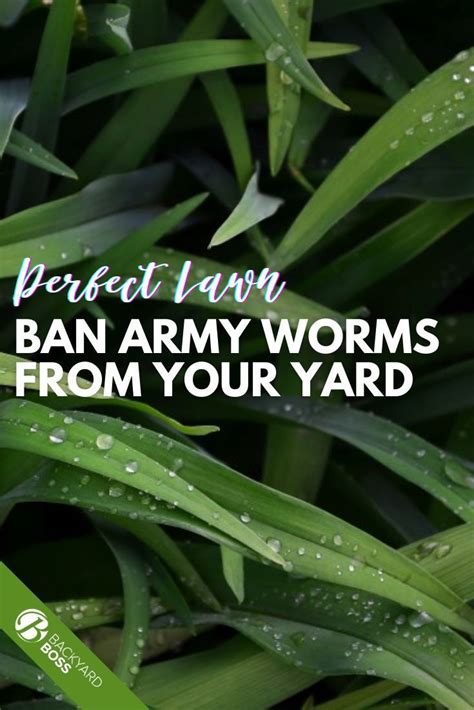 How To Get Rid Of Army Worms In 2021 Lawn Care Gardening Trends
