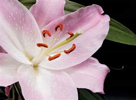 The lower part of the flower is female organ. Pistil | plant anatomy | Britannica.com