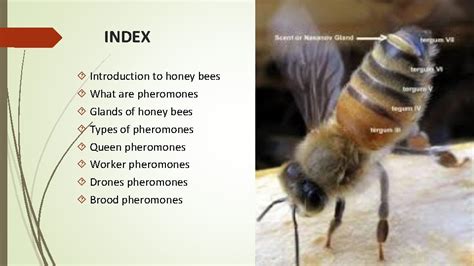 Index Introduction To Honey Bees What Are Pheromones