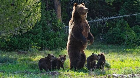 This Bear Is One Of The Oldest Grizzlies In The Wild — And She Just Had