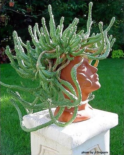 Euphorbia Caput Medusae Succulent Gardening Cacti And Succulents