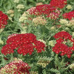 Common and easy to grow types. Perennial plant alphabetical listing search results for ...